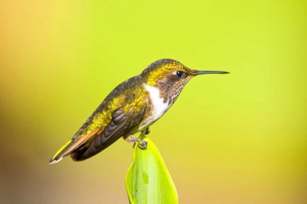 Costa Rica, Rio Savegre Scintillant hummingbird